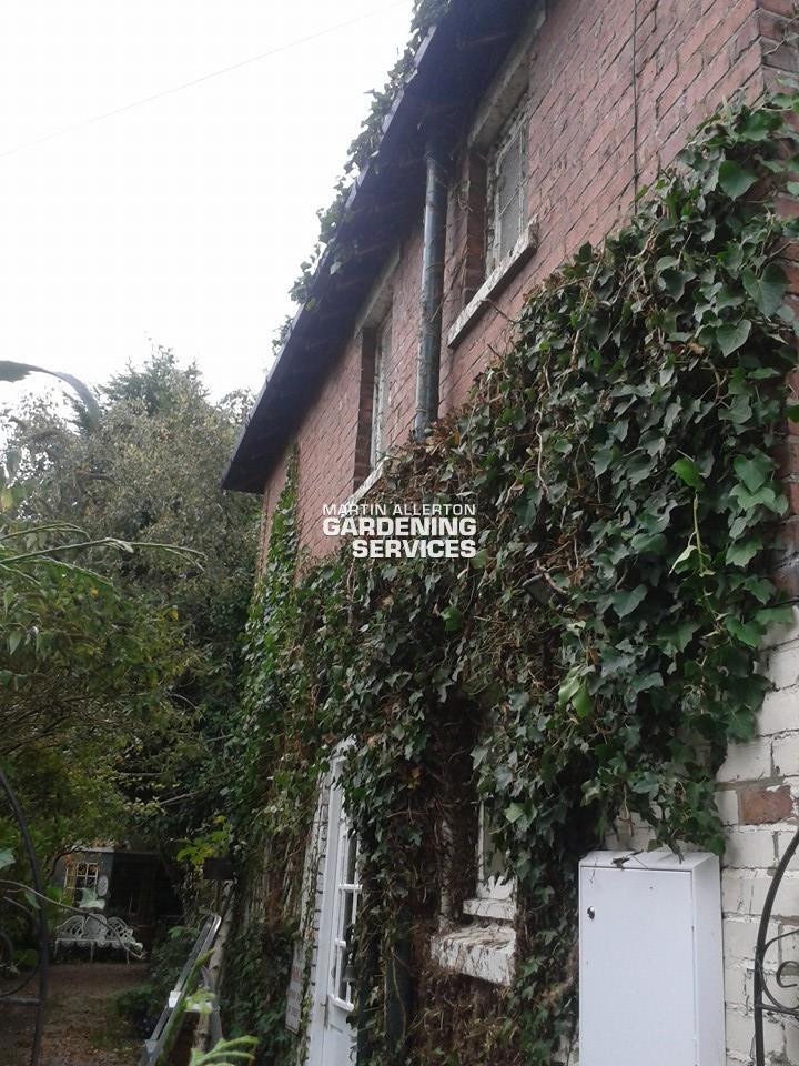 Oulton ivy removal - after