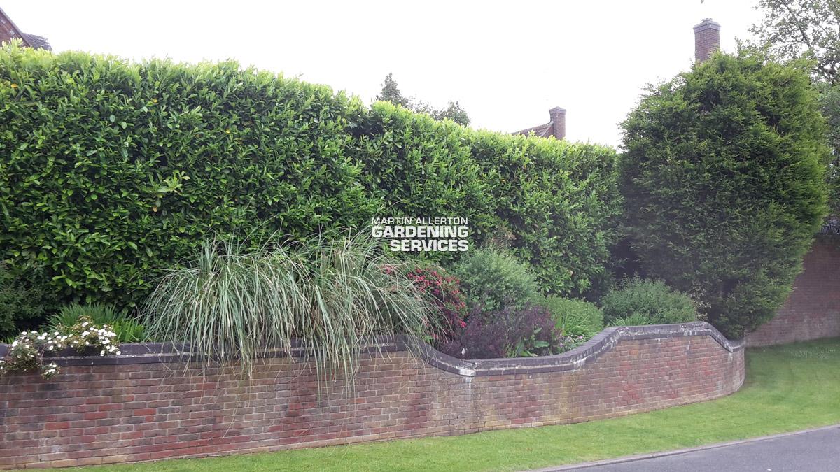 Hilderstone garden clearance - before